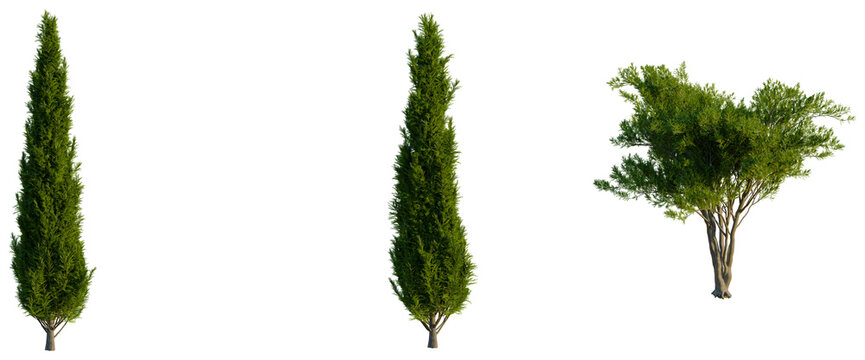 Cupressus sempervirens tree, front view, cutout, transparent background, isolate, Elevation, Detailed close-up of a lush green pine tree with a detailed trunk and foliage