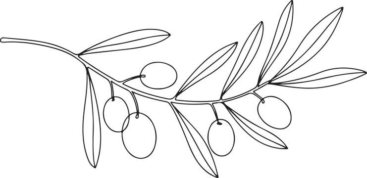 Olive branch line art illustration with leaves and olives isolated