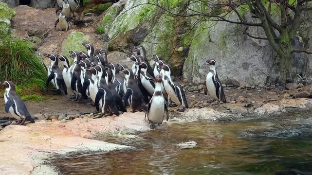 A group of Adelie penguins stands on a rocky shore near the water. The scene features green vegetation and a natural habitat setting.