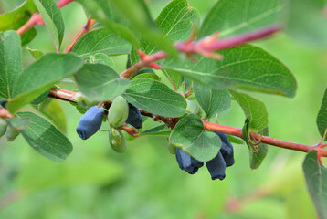 Ripe Blue Honeysuckle Berries on a Green Branch copy space