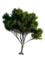 Pinus pinea tree, front view, cutout, transparent background, isolate, Elevation, Detailed roots of an old tree, digital painting, 3d rendering, graphic design