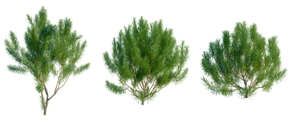Rosmarinus officinalis tree, front view, cutout, transparent background, isolate, Elevation, Detailed close-up view of a vibrant green shrub, perfect for botanical and nature related themes.
