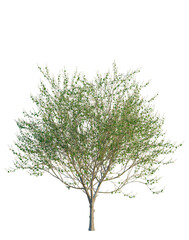 Obraz premium Salix caprea tree, front view, cutout, transparent background, isolate, Elevation, Branch of a blossoming tree, close-up, springtime foliage, natural beauty, elegant detail