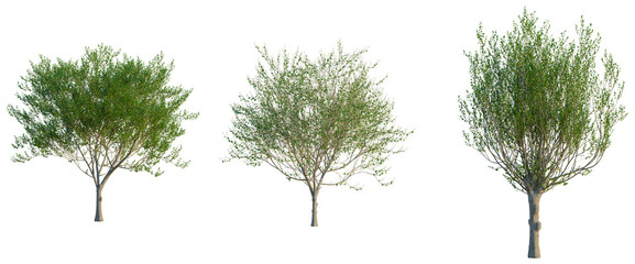 Salix caprea tree, front view, cutout, transparent background, isolate, Elevation, Bare Tree Branches on a White Background - Minimalist Winter Nature Stock Photo