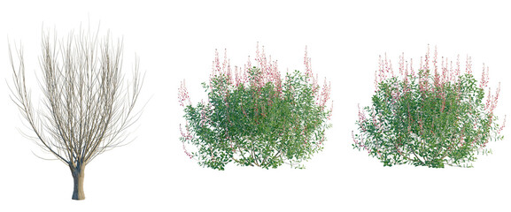 Salix caprea tree, front view, cutout, transparent background, isolate, Elevation, Bare tree with empty branches, winter tree silhouette, leafless tree, nature element, vector illustration © DH Tree Stock