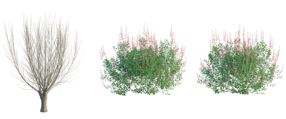 Salix caprea tree, front view, cutout, transparent background, isolate, Elevation, Bare tree with empty branches, winter tree silhouette, leafless tree, nature element, vector illustration