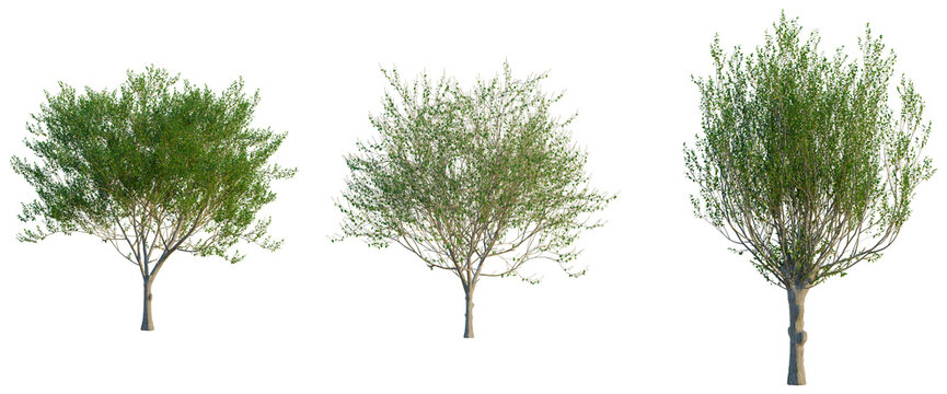 Salix caprea tree, front view, cutout, transparent background, isolate, Elevation, Bare Tree Branches on a White Background - Minimalist Winter Nature Stock Photo