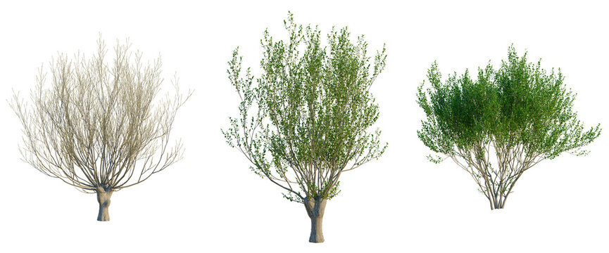 Salix caprea tree, front view, cutout, transparent background, isolate, Elevation, Bare Tree Branches Silhouette Vector Illustration for Winter Season Design