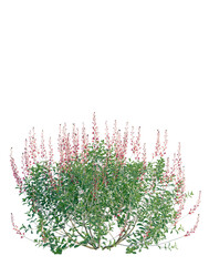 Salvia greggii tree, front view, cutout, transparent background, isolate, Elevation, Beautiful blooming shrub with vibrant red flowers, detailed botanical illustration, perfect for nature lovers