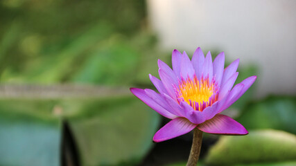 agriculture, animal, baby, beak, bird, brown, caged, chick, chicken, closeup, cock, cockerel, colourful, domestic, eye, farming, feather, female, food, fowl, free, funny, green, group, head, hen, humo