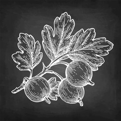 Gooseberry branch chalk sketch.