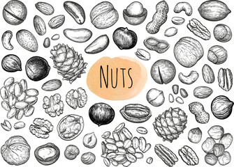 Set of nut sketches. Hand drawn illustration