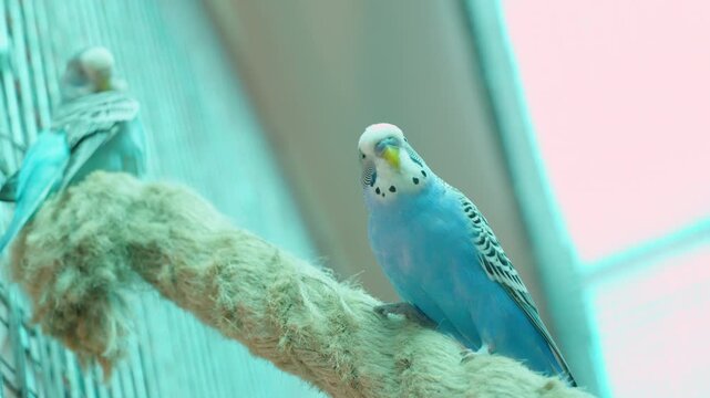 Blue budgies rest sitting on a rope and chirp. Handheld camera movement. Budgerigar parrot