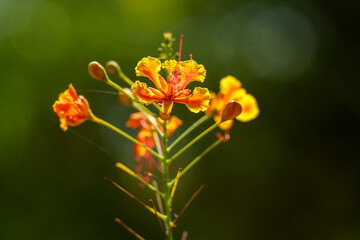Single orange flower with a yellow center