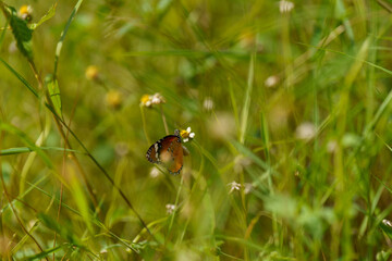 Butterfly is flying in a field of grass