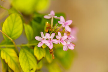 Obraz premium Close up of a pink flower with a green stem