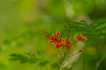 Flower with a red center and yellow petals is surrounded by green leaves