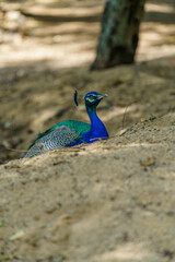 Blue and green peacock is standing on a sandy area