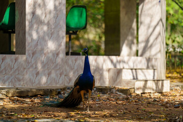 Blue peacock is standing in the dirt in front of a building