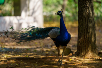 Blue and green peacock is standing in the dirt