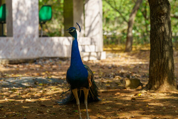 Blue peacock stands in the shade of a tree