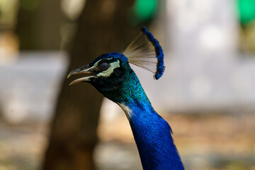 Blue and green peacock with a blue head and blue feathers