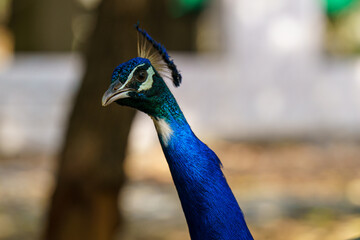 Blue and white peacock is standing in a field