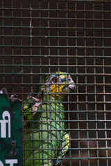 A green parrot is sitting in a cage with a sign that says "Do not feed."