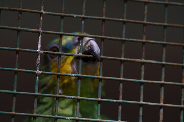 A green parrot is looking out of a cage