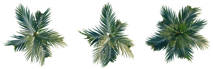 Burretiokentia hapala tree plan, top view, cutout, transparent background, isolate, Detailed close-up of vibrant green fern leaves with intricate texture and delicate details.