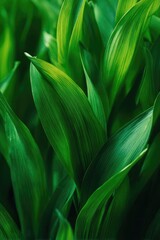 Obraz premium Close-up of vivid green plant leaves with long parallel veins. Concept Macro Plant Photography, Green Leaves Close-Up, Parallel Vein Detail, Botanical Textures