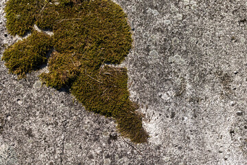 Moss growing on concrete, high-detail texture and background