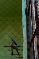 Three parrots are perched on a wire