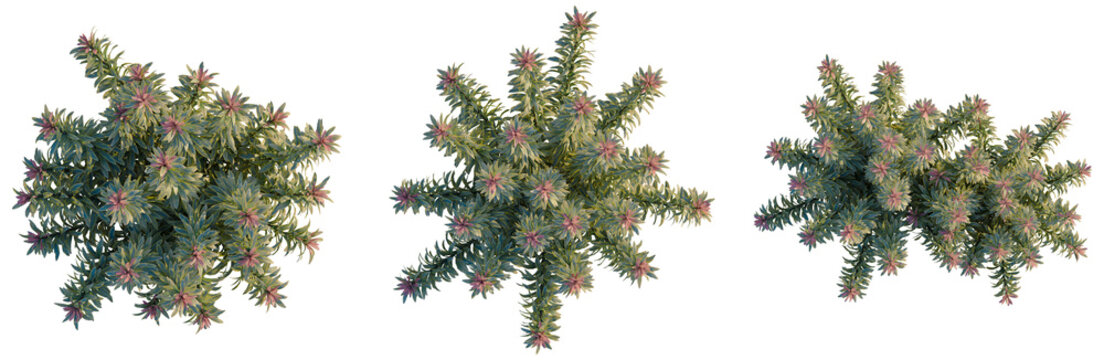 Euphorbia ascot rainbow tree plan, top view, cutout, transparent background, isolate, Vibrant Pink and Green Foliage Texture, Detailed Botanical Illustration, Nature's Artistic Beauty
