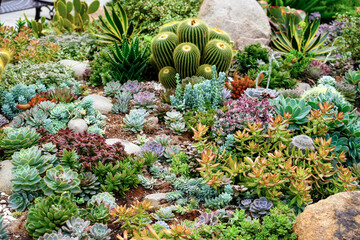 Lively desert garden, various cacti and succulent plants thrive amid white rocks, showcasing green colors and striking shapes against a warm, sandy backdrop