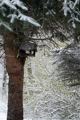 Birdhouse on tree during winter with snow covering the branches and ground near a forest
