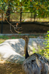 A large ostrich is standing in a zoo enclosure