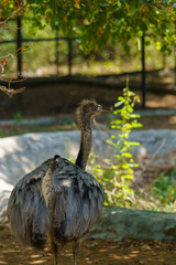 A large ostrich is standing in a zoo enclosure