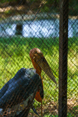 Obraz premium A large bird with a long beak is standing in a cage