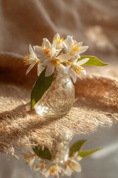 White five-petaled blossoms with orange stamens in a clear glass vase on burlap, reflected on a shiny surface. Concept White blossoms, Glass vase, Burlap backdrop, Orange stamens, Reflections