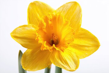 Closeup Of A Single Yellow Daffodil