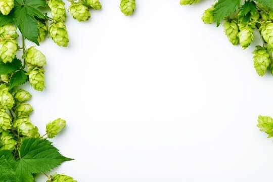 Fresh Hops Border on White Background