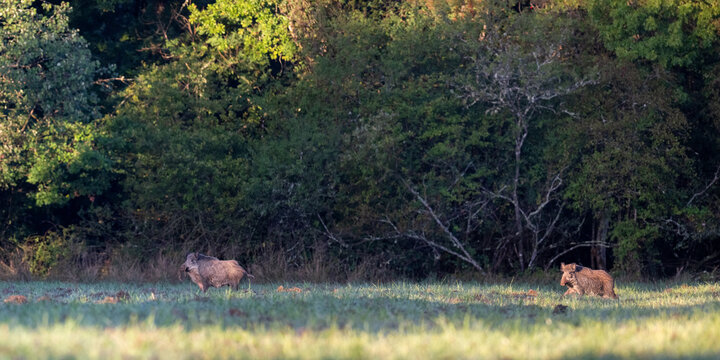 ild boar sow with dry grass on its snout on the lookout joined by a congener in a plain at the edge of the forest in the morning. Sus scrofa, Sologne, Loiret 45, r&eacute;gion Centre, France, Europe