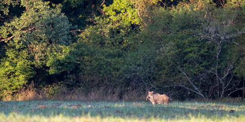 Wild boar sow lay with dry grass on its snout, on the lookout, in a plain at the edge of the forest in the morning. Sus scrofa, Sologne, Loiret 45, r&eacute;gion Centre, France, European Union, Europe