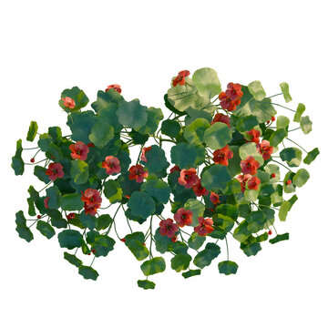 Tropaeolum majus tree plan, top view, cutout, transparent background, isolate, Geranium Flowers on Branch, Close-up, Detailed Floral, Springtime, Vibrant Colors, Botanical Beauty