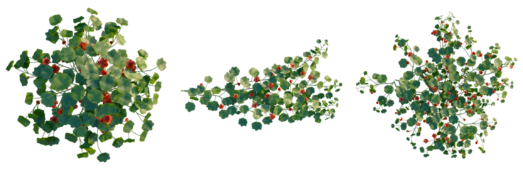 Tropaeolum majus tree plan, top view, cutout, transparent background, isolate, Close-up of vibrant cherry blossoms on a branch, detailed floral spring background