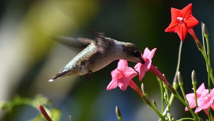 Obraz premium A hummingbird feeding on pink and red star-shaped flowers in a garden.