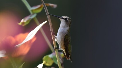 Obraz premium Close-up of a small, light-colored hummingbird perched on a slender green plant stem with a soft, blurred background.