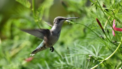 Obraz premium A tiny hummingbird hovers gracefully in mid-air, its wings a blur, surrounded by vibrant green leaves and delicate red flowers.