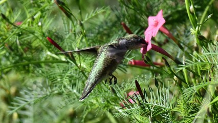 Obraz premium Hummingbird with iridescent green feathers feeding nectar from a pink tubular flower amidst lush green foliage.